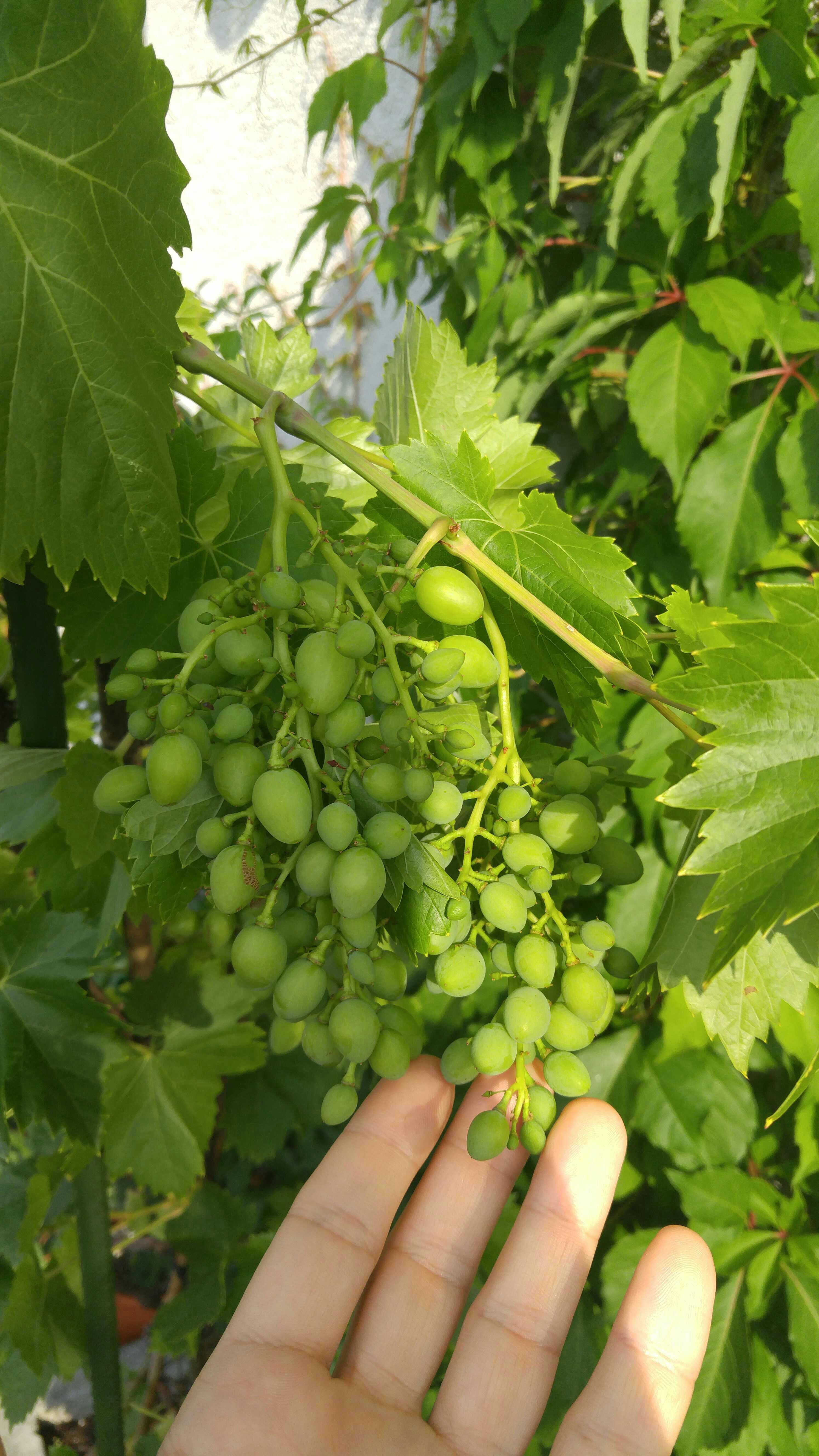 [Wein] Weintrauben Garten Gartenforum.de