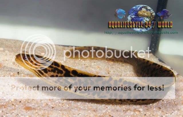 Gymnothorax tile Goldstaumuräne Fortpflanzung Aquarium Forum