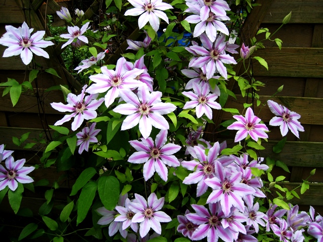 Clematis und wilden Wein schneiden? Wenn ja, wann ...