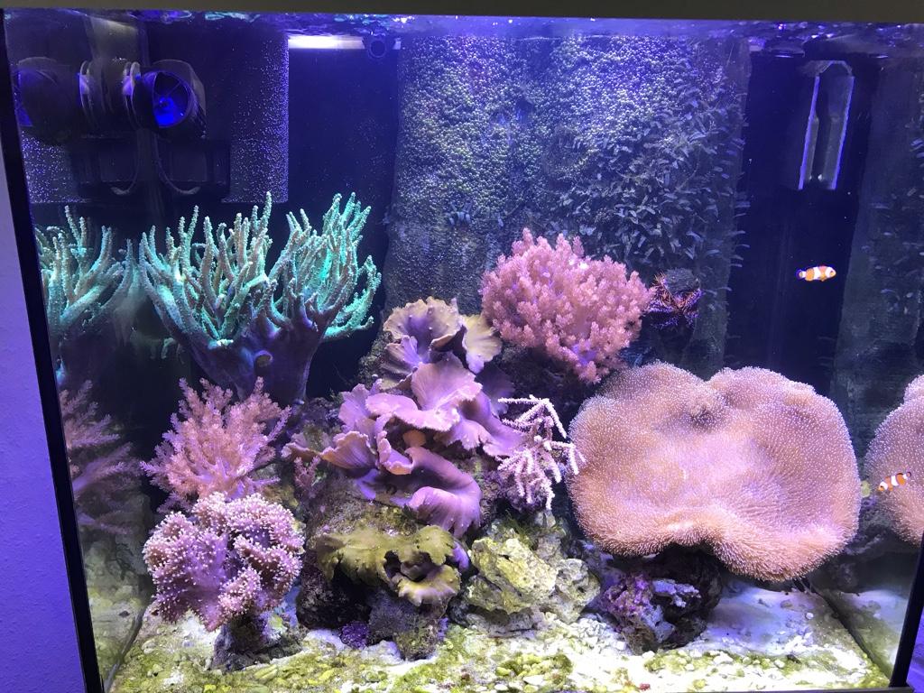 Algen?? - Aquarium Forum