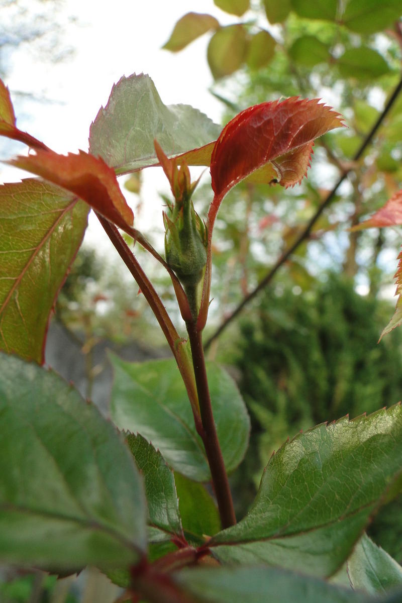 Hurra, die ersten Knospen sind da! - Garten: Gartenforum.de