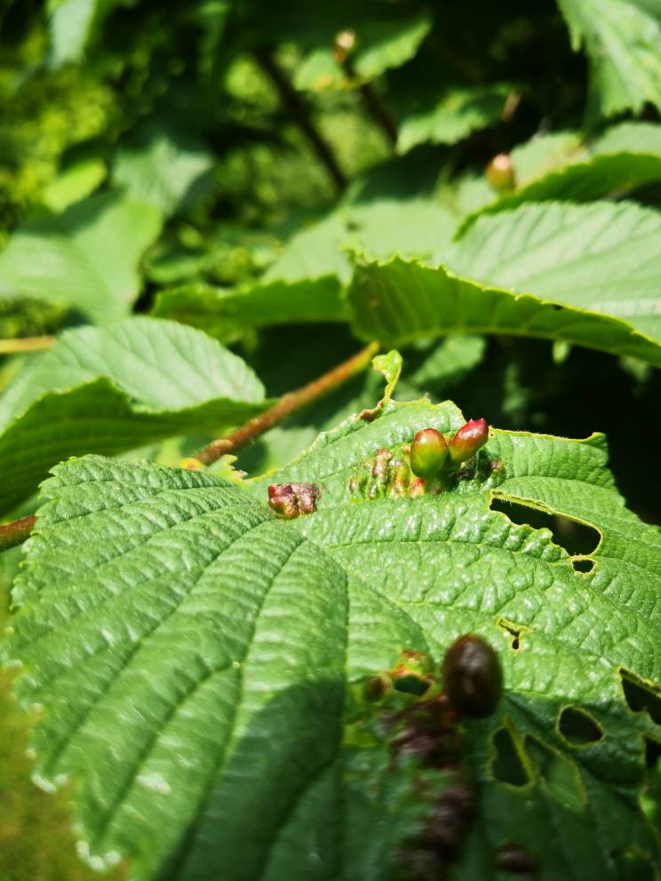 Was ist denn das auf meinen Haselnussstrauch Blättern? Garten