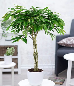 Ficus Amstel King mit geflochtenem Stamm (1 Pflanze)