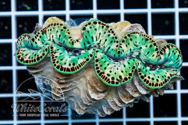 Saturday Clam Fever! -...
