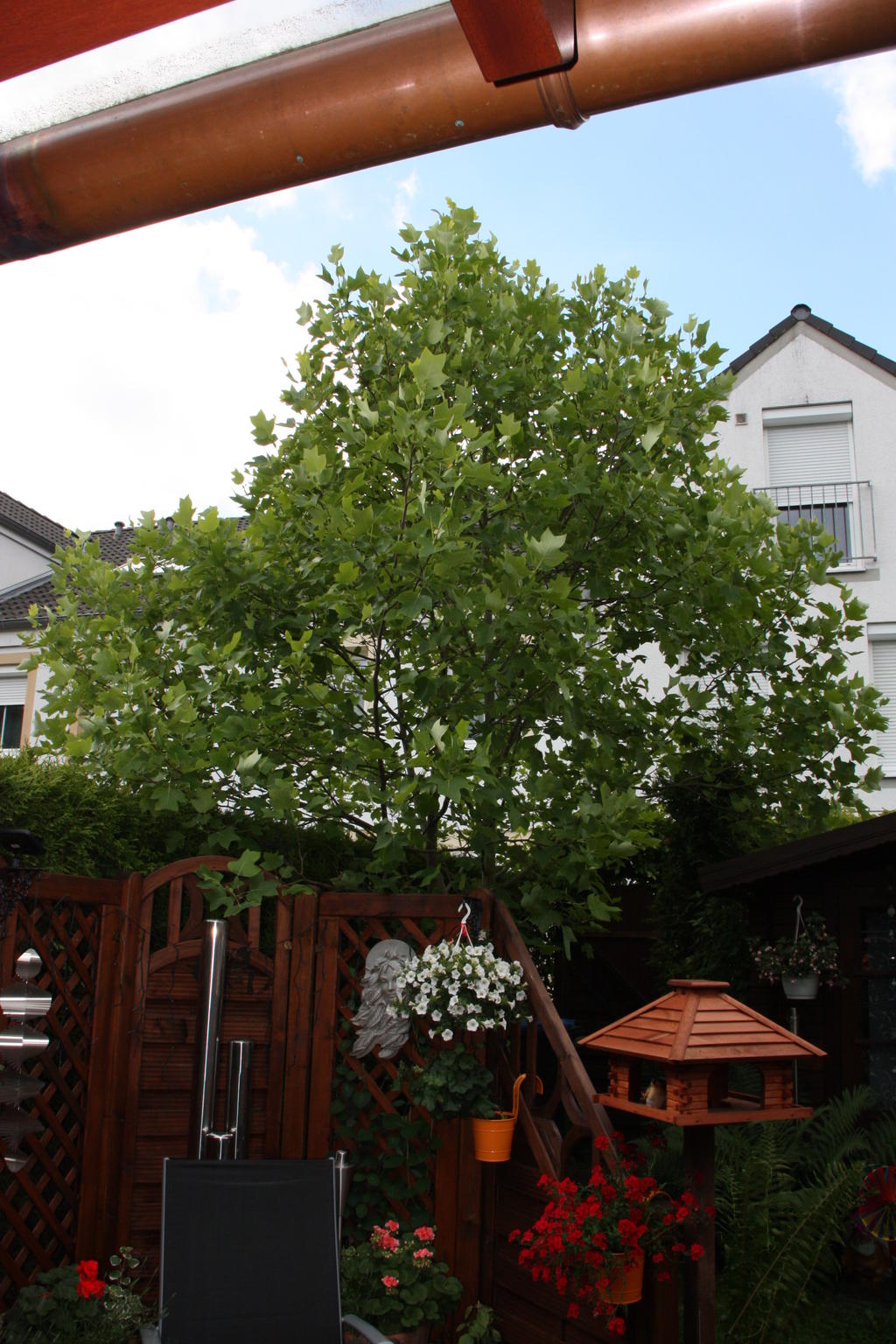 Tulpenbaum Schnitt ??? Garten Gartenforum.de