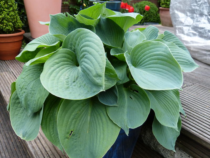 Unsere Hosta 2013 - Garten: Gartenforum.de