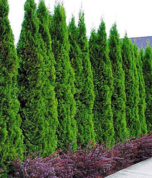 Lebensbaum-Hecke �Thuja Smaragd� (1 Pflanze)