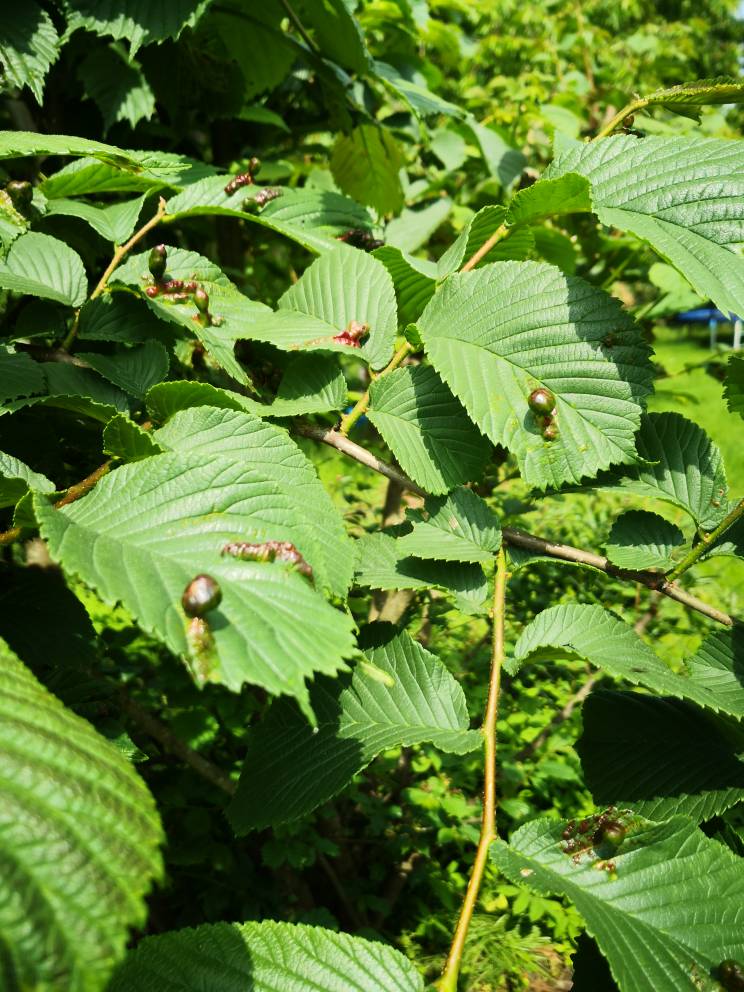 Was ist denn das auf meinen Haselnussstrauch Blättern? Garten
