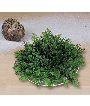 Rose von Jericho (1 Knolle)