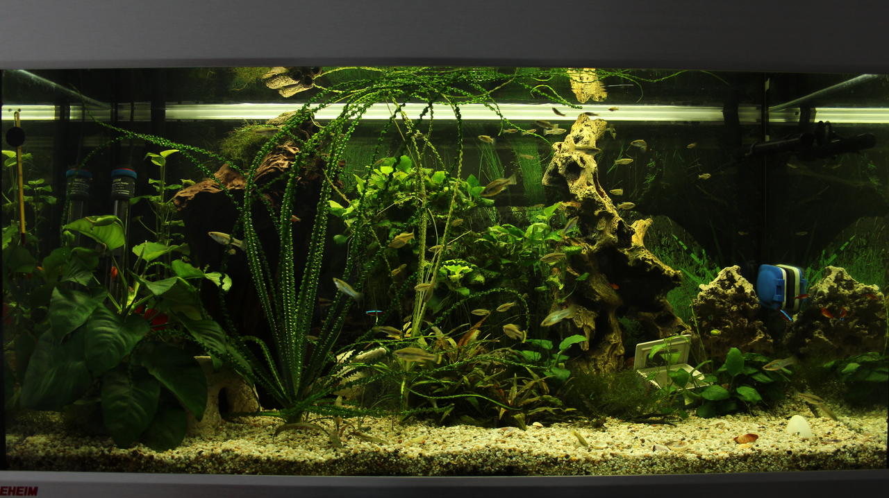 250 Liter - Gesellschaftsbecken - Aquarium Forum