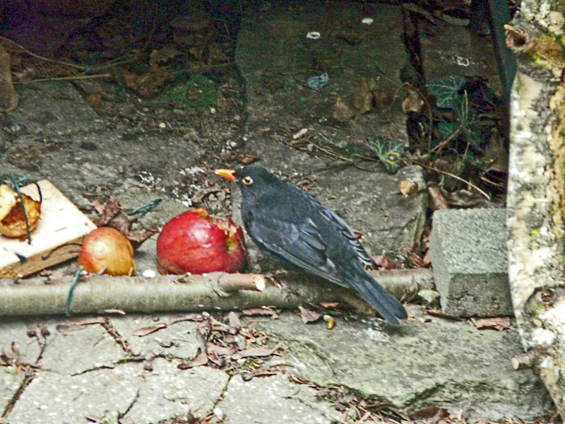 Gartenvögel vor der Kamera! Garten Gartenforum.de