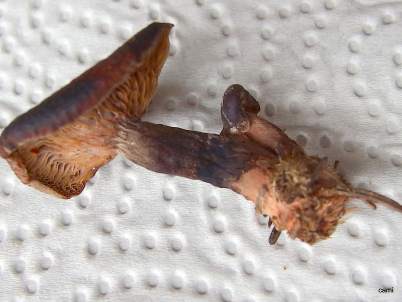 [Sonstiges] Pilzbestimmung - Garten: Gartenforum.de