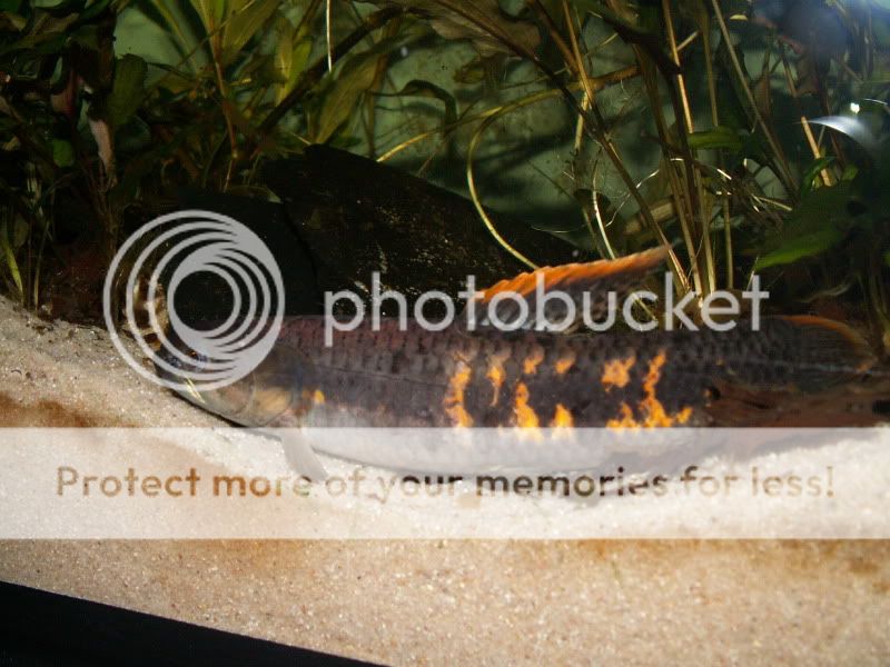 Erythrinus sp. Red Aquarium Forum