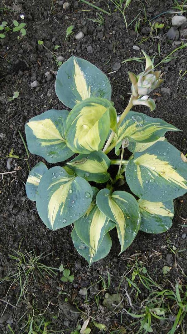Unsere Hosta 2013 Seite 3 Garten Gartenforum.de