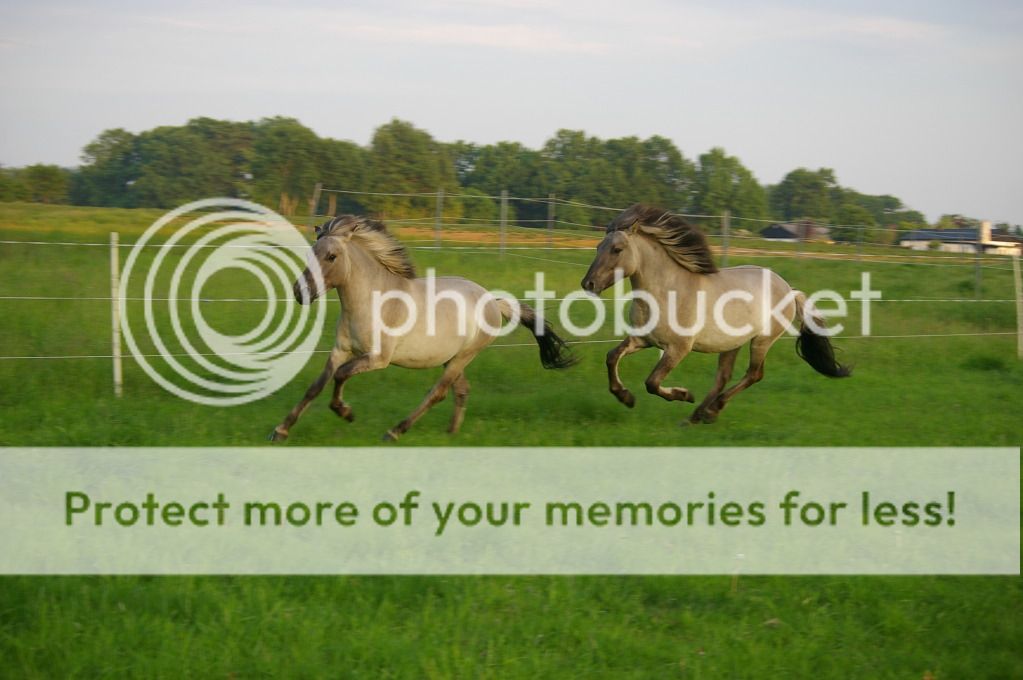 Liebenthaler Wildpferde ( Forum Pferd.de