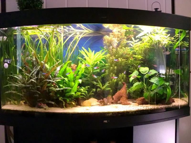 Mein Juwel 240 - Aquarium Forum