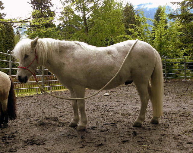 Der Abnehm-Thread für Pferde - Seite 2 - Forum Pferd.de