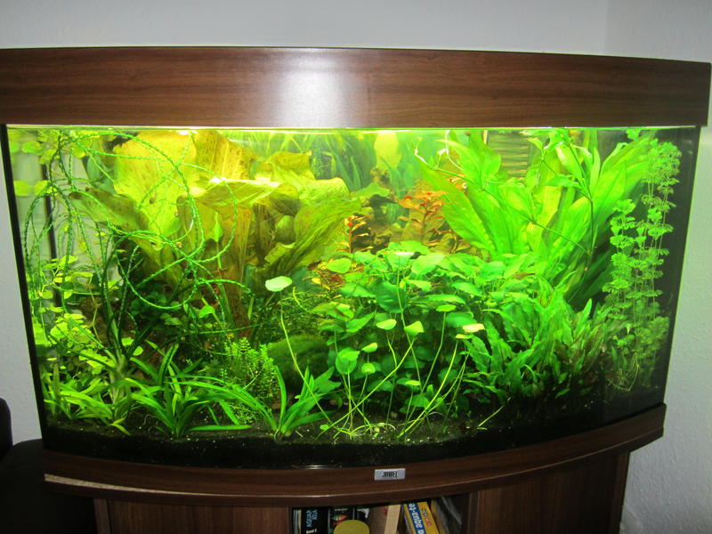 Mein "Gemeinschaftswohnzimmer" - 180l - Aquarium Forum