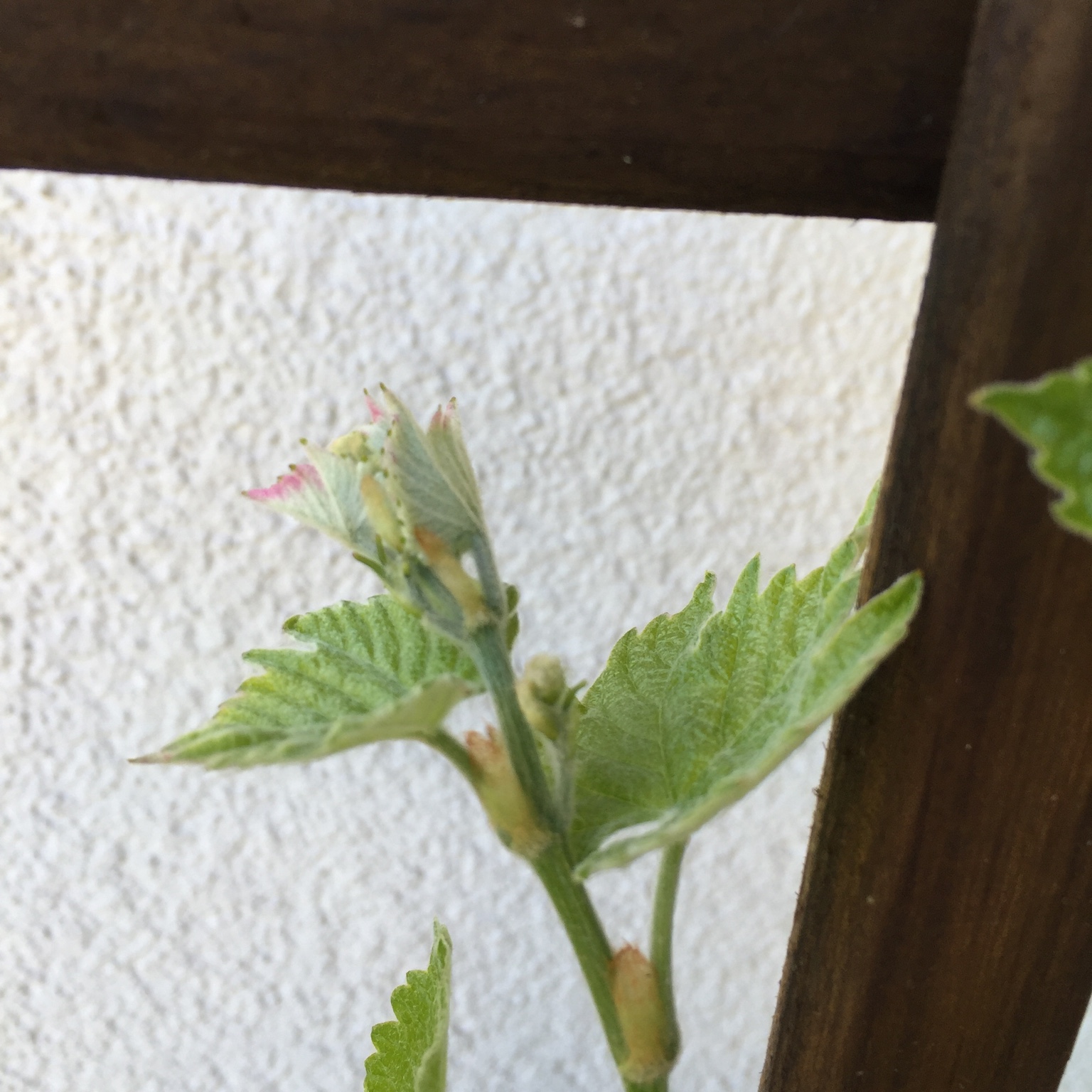 [Wein] Tafelwein in Kübel pflanzen ? Seite 2 Garten Gartenforum.de