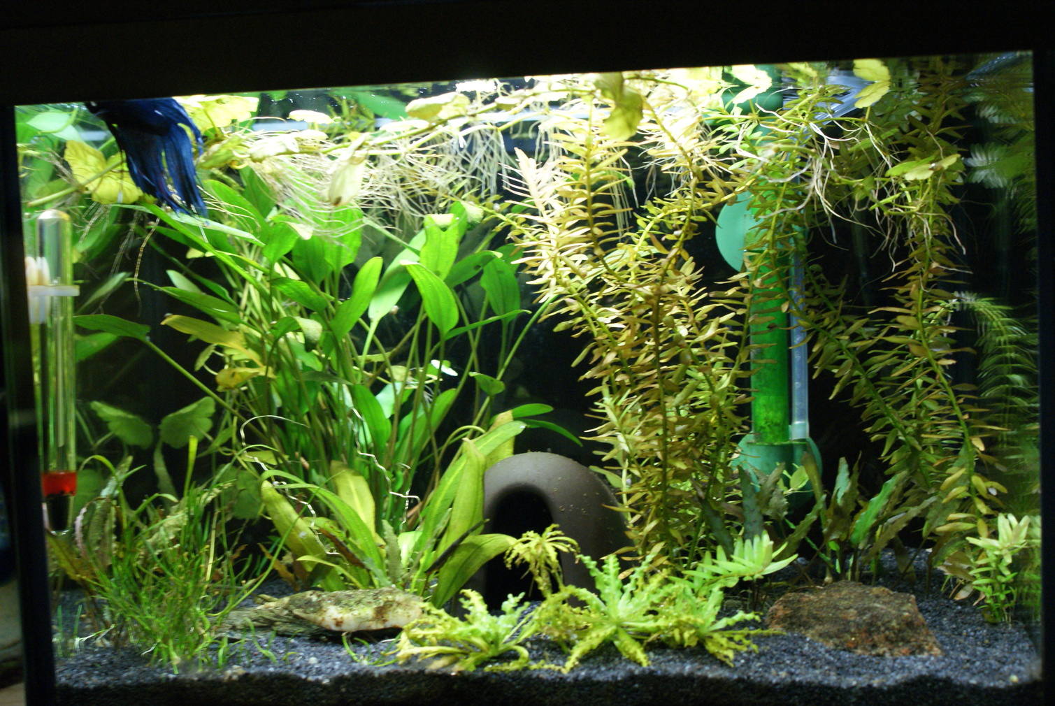 20 Liter Kampffischbecken - Aquarium Forum