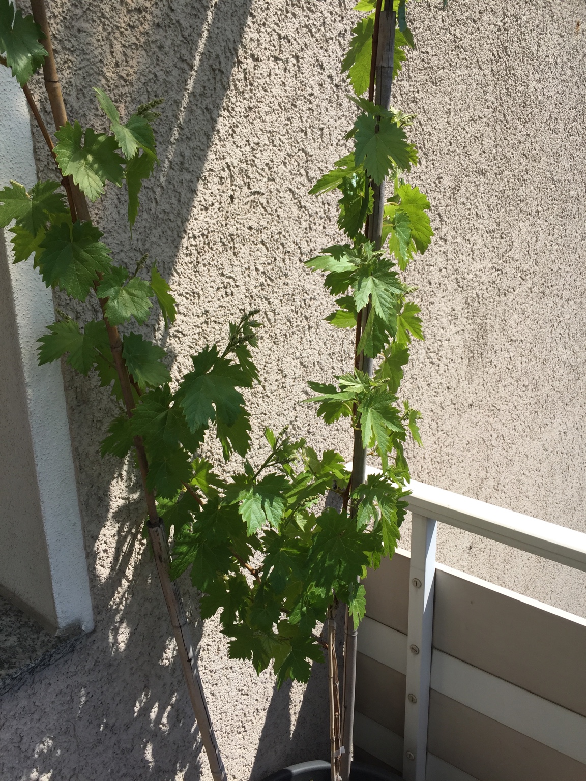 [Wein] Tafelwein in Kübel pflanzen ? Seite 2 Garten Gartenforum.de