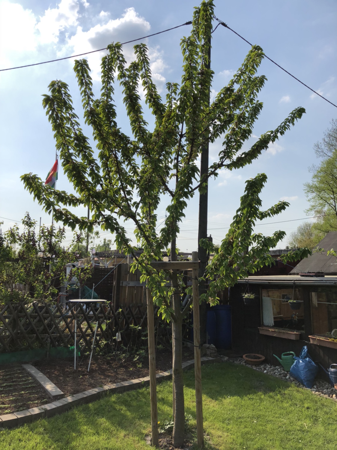 [Kirschen] Kirschbaum lapins Pflege Tipps. - Seite 7 - Garten ...