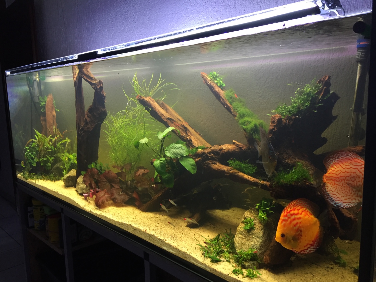 500L Becken -> Doku/Fragen/Tipps/Uservorstellung - Aquarium Forum