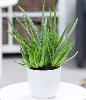 Aloe Vera (1 Pflanze)