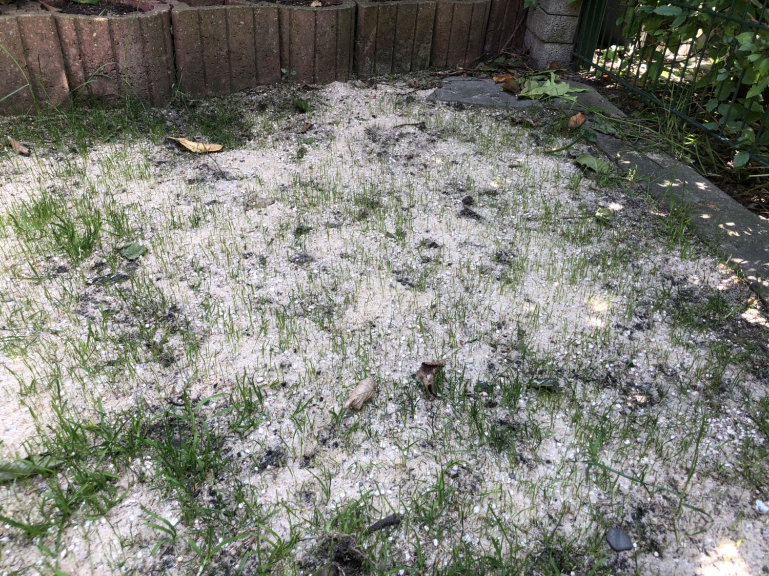 Probleme mit Rasenfläche - Garten: Gartenforum.de