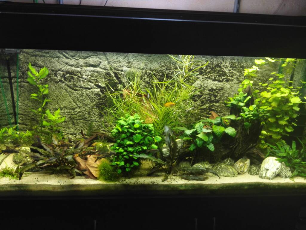 240L Besatztips Barben und Bärblinge Aquarium Forum