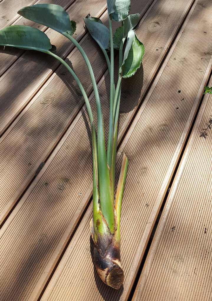 Strelitzien Teilung fehlgeschlagen, brauche Hilfe Garten