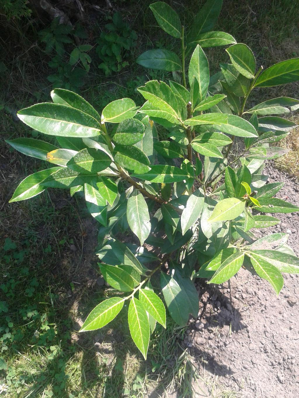 Kirschlorbeer welche Sorte ist das? Garten Gartenforum.de