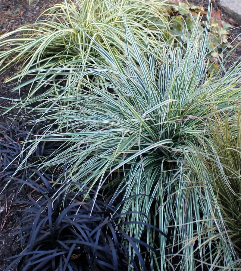 Der Gräser-Thread - Seite 2 - Garten: Gartenforum.de