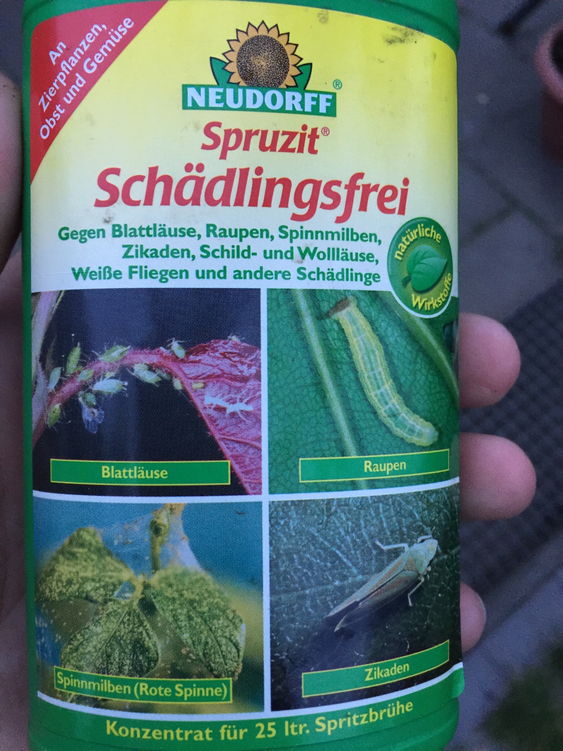 [Äpfel] Blätter kräuseln sich am jungen Apfelbau Garten