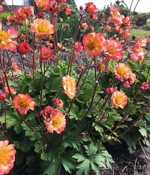 Geum �Mango� (3 Knollen)