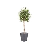 Elho Pure Straight Round 50 - Blumentopf - Anthrazit - Drinnen & Drau�en  - � 50 x H 51 cm