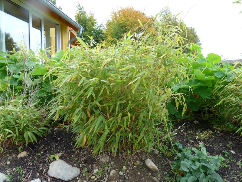 Bambus ausgraben was beachten? Garten Gartenforum.de