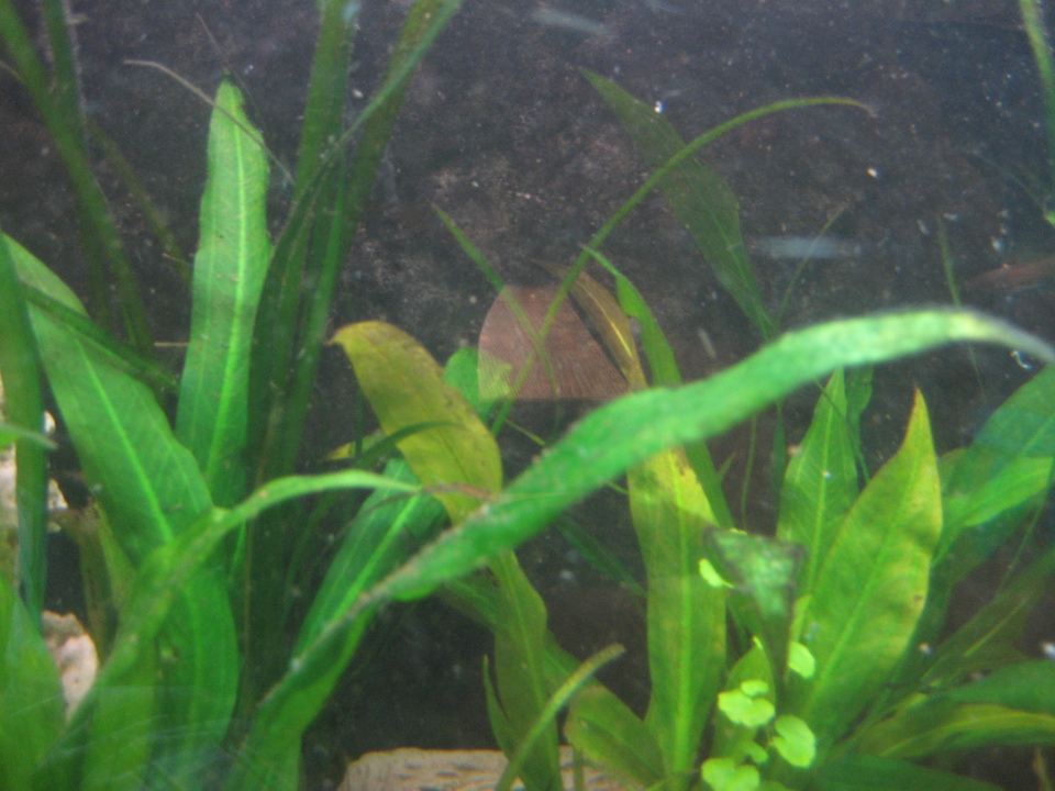 Schwebeteilchen Aquarium Forum