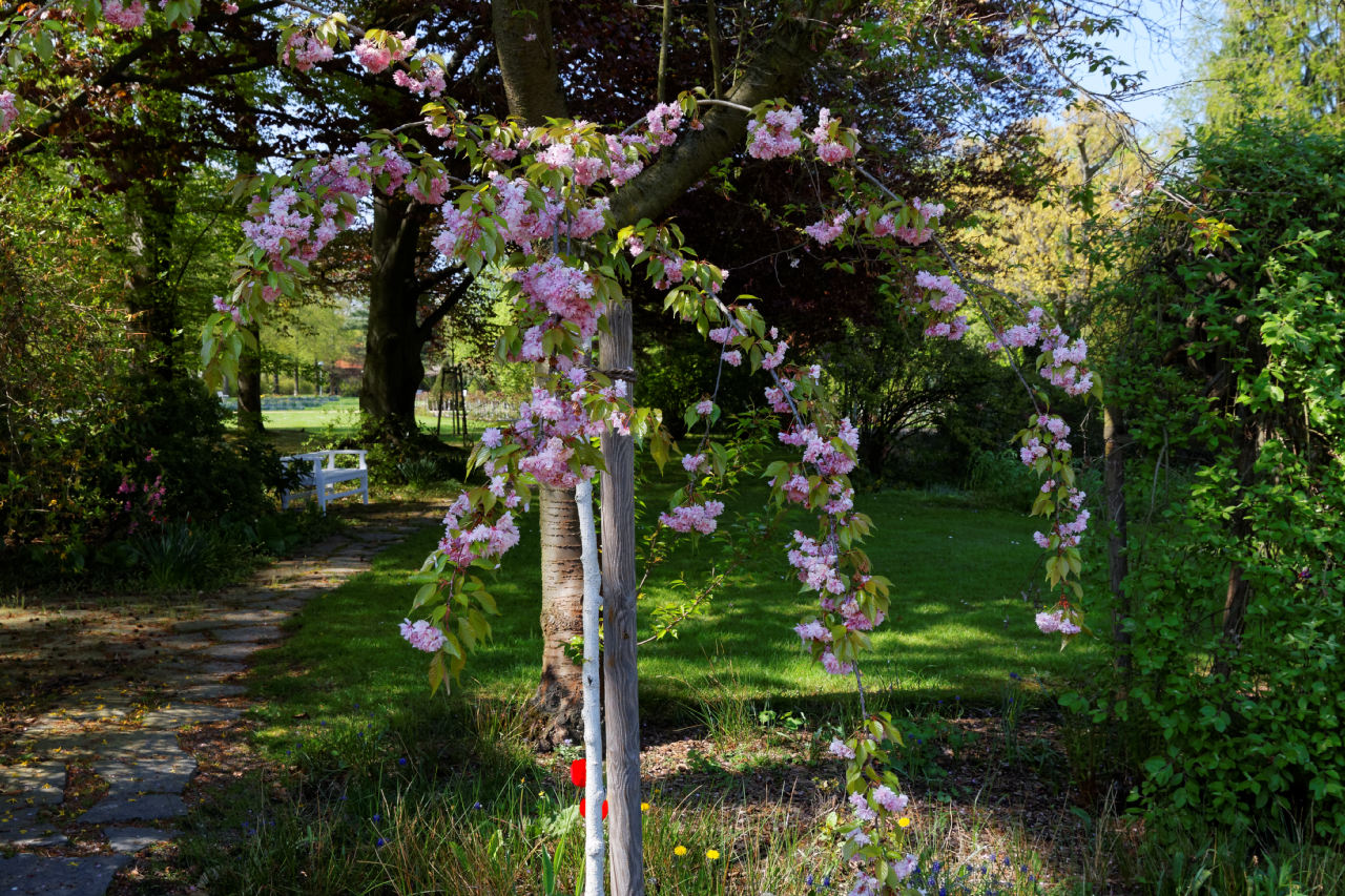 Suche kleinen Baum mit rosa Blüten Garten Gartenforum.de