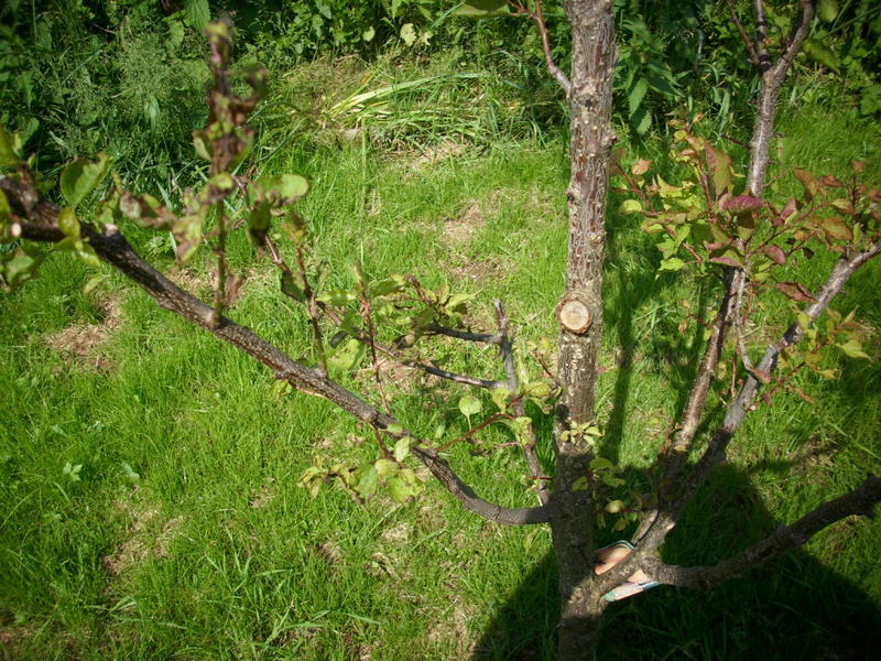 [Krankheiten] Was hat meine Aprikose ? Garten Gartenforum.de