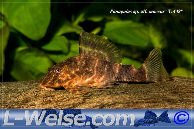 Welse Putzerfisch bestimmung Aquarium Forum