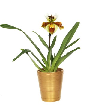 Frauenschuh-Orchidee im Gold-Keramiktopf (1 Set)