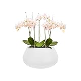 Elho Pure Cone Bowl Pflanzgef�� Weiss 60 cm