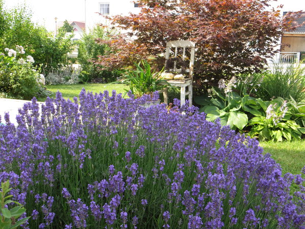 Welchen Erde für echten Lavendel? - Garten: Gartenforum.de Welchen Erde für echten Lavendel? - Garten: Gartenforum.de