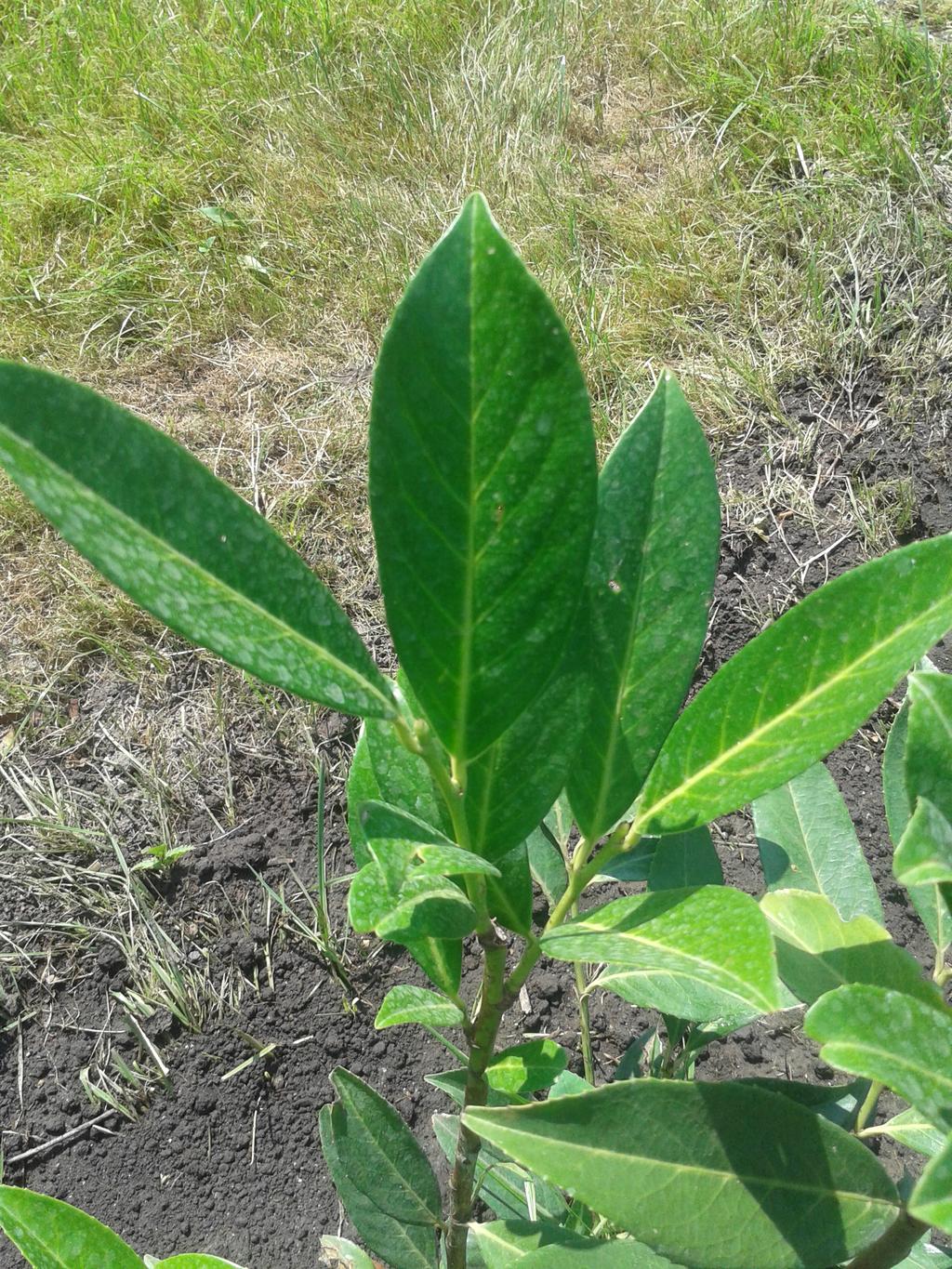 Kirschlorbeer welche Sorte ist das? Garten Gartenforum.de