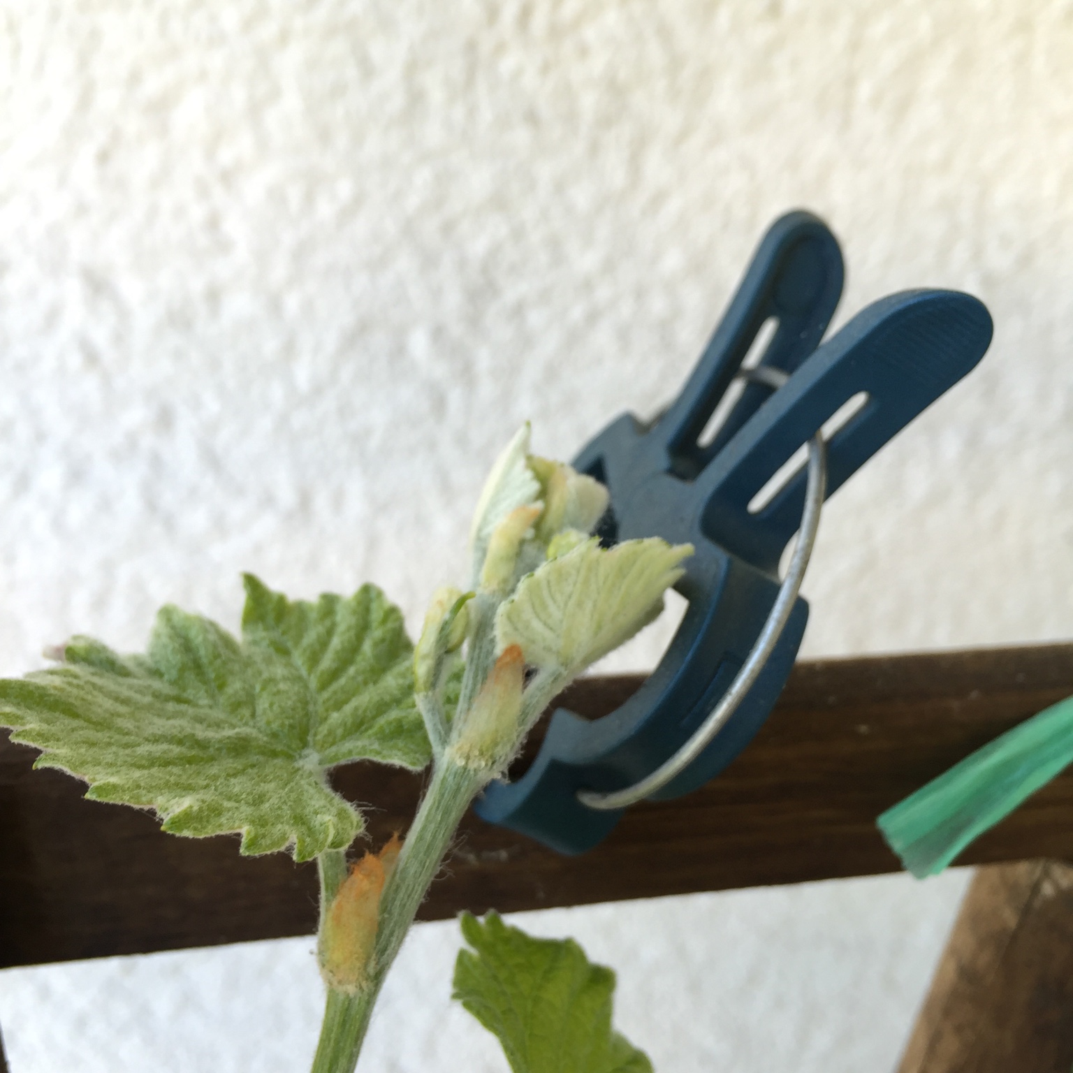 [Wein] Tafelwein in Kübel pflanzen ? Seite 2 Garten Gartenforum.de