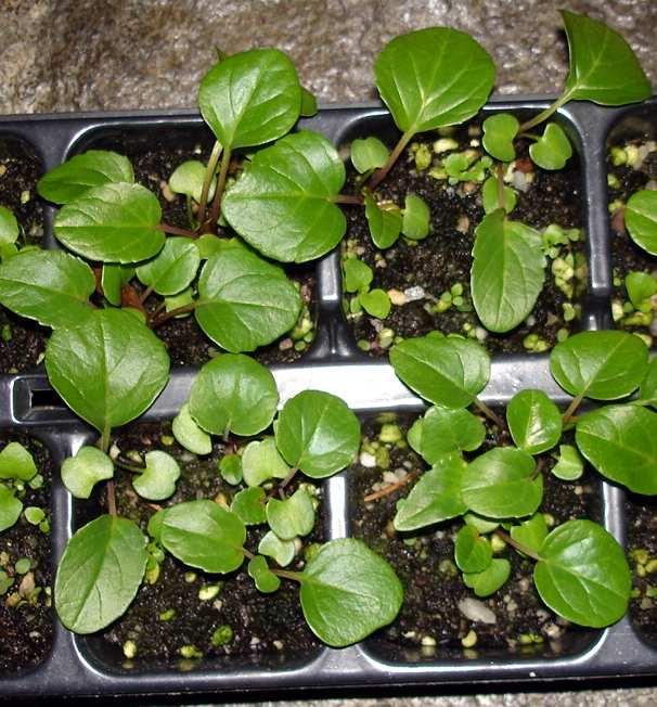 Gloxinie/blühender Farn wie weiter? Garten Gartenforum.de