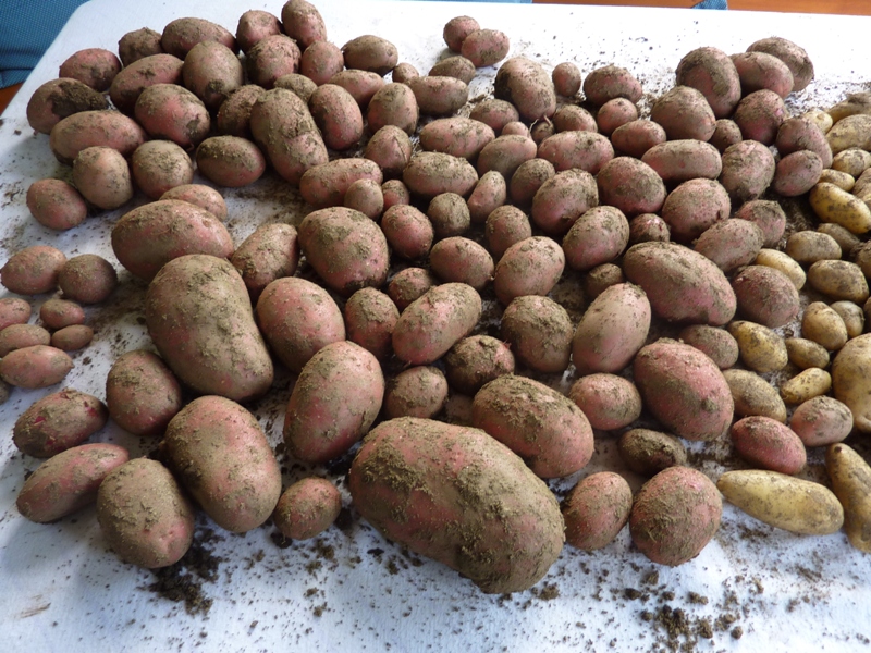 [Kartoffeln] Welche Kartoffelsorte für 2014 Garten Gartenforum.de