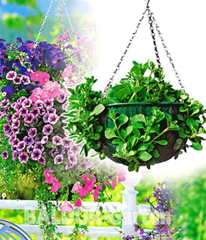 Hanging-Basket (1 St�ck)
