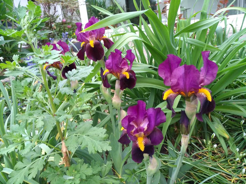 Iris Blüte 2018 Garten Gartenforum.de